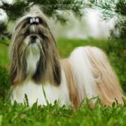 Tipos de tosas para shih tzu