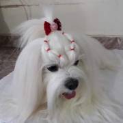 Pet Shop com Penteado