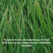Plantio de Grama em Itapetininga: Os Erros Mais Comuns Que Comprometem o Resultado do Jardim