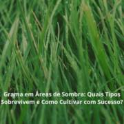 Grama em Áreas de Sombra: Quais Tipos Sobrevivem e Como Cultivar com Sucesso?