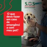 O que devo fazer em caso de emergência com meu pet?