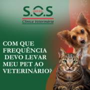 Com que frequência devo levar meu pet ao veterinário?