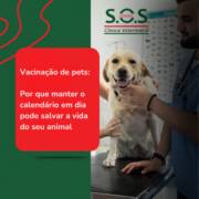Vacinação de pets: por que manter o calendário em dia pode salvar a vida do seu animal
