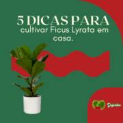 5 Dicas para Cultivar Ficus Lyrata