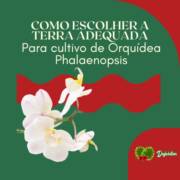 Como escolher a terra adequada para cultivo de Orquídea Phalaenopsis
