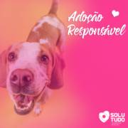 CCVZ da Prefeitura de Birigui incentiva adoção consciente de cães e gatos