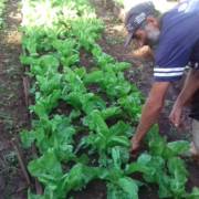 Hortas comunitárias garantem verduras e legumes orgânicos em 13 bairros
