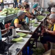 30 toneladas de milho devem ser consumidas na tradicional Festa do Milho Verde de Botucatu