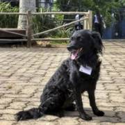 Cão mascote do Sesi tem credencial e acompanha os seguranças nas rondas
