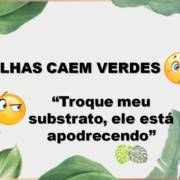 Folhas caem verdes