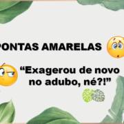 Pontas amarelas