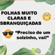 Folhas muito claras e esbranquiçadas