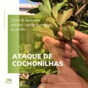 Dicas de ouro para afastar insetos sugadores do jardim