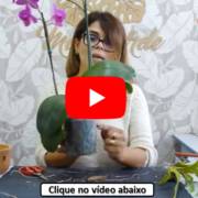 Planta Saudável - Aprenda a identificar os sinais que as suas plantas transmitem.