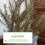 Curiosidades sobre o Alecrim