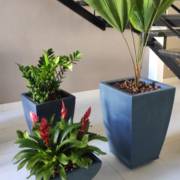 Vantagens de ter plantas em casa