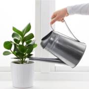 Alguns cuidados para suas plantas nesse inverno