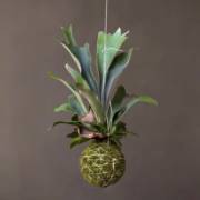 Kokedama