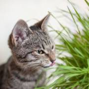 Plantas para pets
