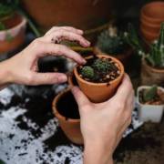 Como proteger suas plantas de altas temperaturas