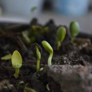 A importância da adubação para as suas plantas