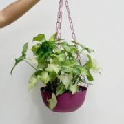Plantas de Sombra