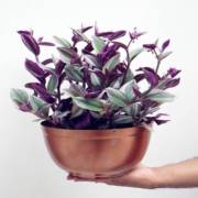 Planta Lambari
