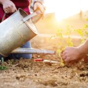 Dicas de Cultivo