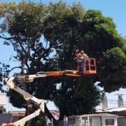 Poda de Árvore em Bauru