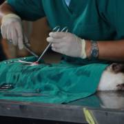 Castração: confira 5 benefícios ao castrar o seu pet!