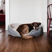 3 dicas para comprar a melhor caminha para seu pet!