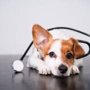 Clínica veterinária em Assis: cuidado completo para pets