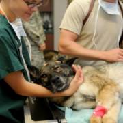 Saúde preventiva para pets: cuidado veterinário em Assis