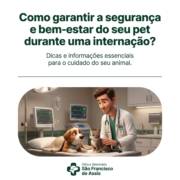 Como garantir a segurança e bem-estar do seu pet durante uma internação?