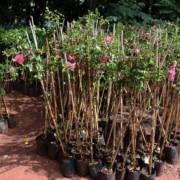 Bosque Municipal doa 2 mil mudas para moradores de Marília
