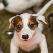 Proteção aos animais: conheça algumas das ONGs que atuam em Marília