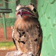 Série “Bastidores do Zoo” retrata a rotina dos animais que habitam na Cidade da Criança