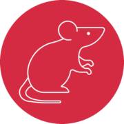 Ratos