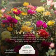 Flor das Onze Horas