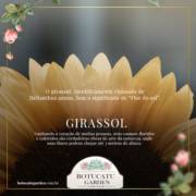 Girassol