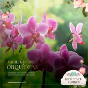 [ORQUÍDEAS]