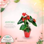 [ANTÚRIO]