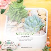 SEJA CRIATIVO COM SUA SUCULENTA