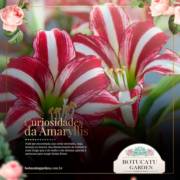 Curiosidades da Amaryllis