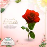 Flores para diversas ocasiões