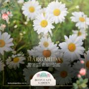 Margaridas