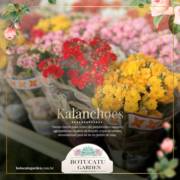 [Kalanchoes]