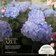 Hortênsia Azul