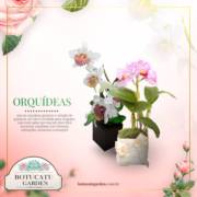 [Orquídeas]