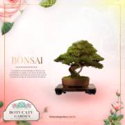 Bonsai